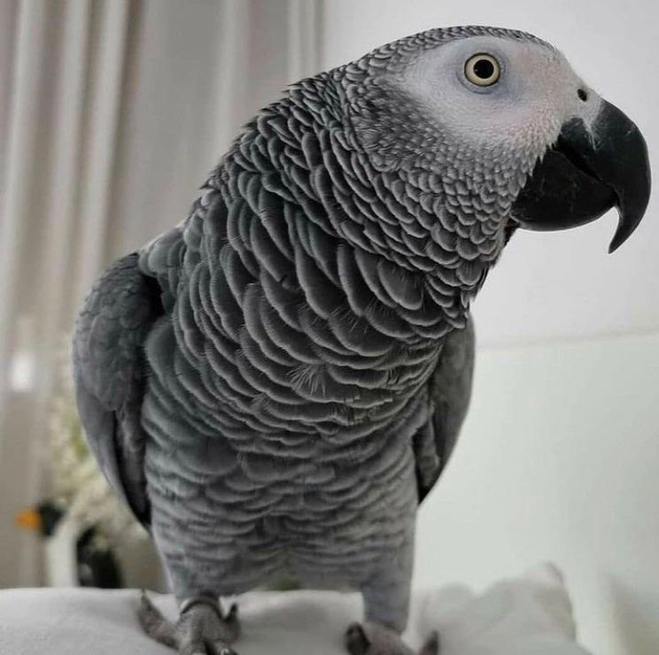 Hand-Raised Baby African Gray Parrot for Sale
